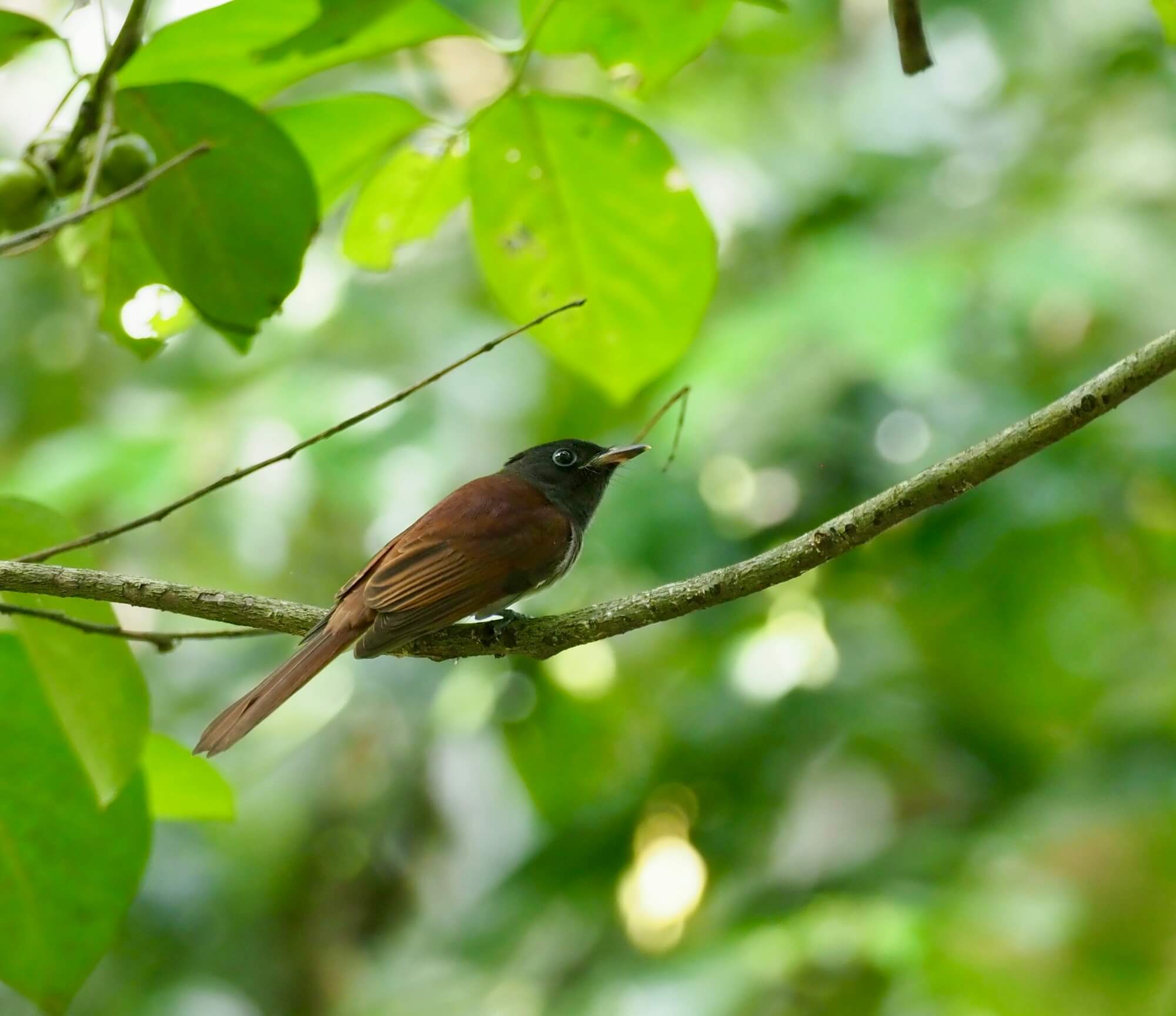 JapaneseParadiseFlycatcher-2000